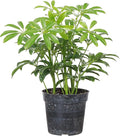Thorsen's Greenhouse Live Arboricola Umbrella Tree Plant, Schefflera Arboricola, Natural Air Purifier, Easy to Grow, Live Indoor Houseplant, 4-inch Diameter (Growers Pot)