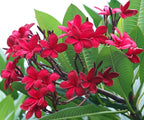Mixed Color Plumeria Seeds for Planting Tropical Frangipani Rainbow Flower Seed Easy to Grow Colorful Blooms Perennial Patio Balcony Garden Rubra (5, Plumeria Seeds)