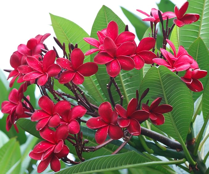 Mixed Color Plumeria Seeds for Planting Tropical Frangipani Rainbow Flower Seed Easy to Grow Colorful Blooms Perennial Patio Balcony Garden Rubra (5, Plumeria Seeds)