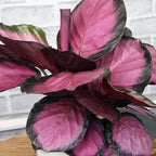 Plants for Pets Calathea Purple Rose Painted Peacock Houseplant, Unique Pet Friendly Decor in 6" White Pot, Live Botanical Gift, Cat Safe, Decorative Desk House Plants by Plants for Pets