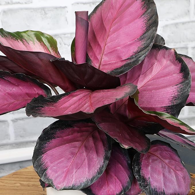 Plants for Pets Calathea Purple Rose Painted Peacock Houseplant, Unique Pet Friendly Decor in 6" White Pot, Live Botanical Gift, Cat Safe, Decorative Desk House Plants by Plants for Pets