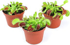 Non-Toxic Live Venus Fly Trap, Pet Safe Plant for Cats & Dogs, Dionaea Muscipula, Carnivorous Plants for Terrariums, Real Houseplants, Fun for Kids, 3 in. Pot
