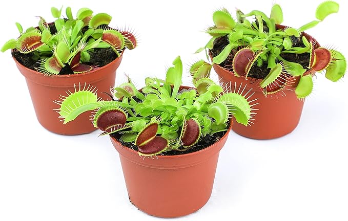Non-Toxic Live Venus Fly Trap, Pet Safe Plant for Cats & Dogs, Dionaea Muscipula, Carnivorous Plants for Terrariums, Real Houseplants, Fun for Kids, 3 in. Pot