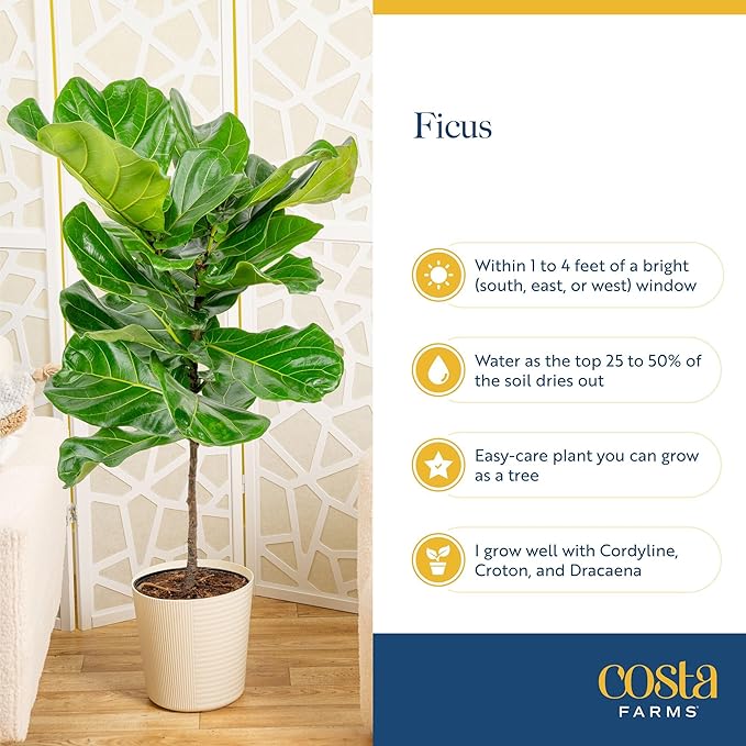 Costa Farms Fiddle Leaf Fig Tree, Ficus Lyrata Live Indoor Floor Houseplant in Decor Planter, Tropical Plant for Home Potted in Soil, Home and Office Decor, Housewarming Gift, 3-4 Feet Tall