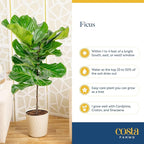 Costa Farms Fiddle Leaf Fig Tree, Ficus Lyrata Live Indoor Floor Houseplant in Decor Planter, Tropical Plant for Home Potted in Soil, Home and Office Decor, Housewarming Gift, 3-4 Feet Tall
