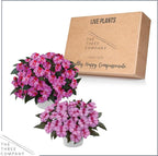 Live Flowering New Guinea Impatiens - Bicolor Pink (2 Plants Per Pack), Beautiful Shade Flowers, 12" Tall by 5" Wide in 1 Qt Pot