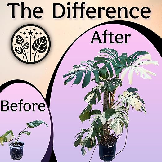 Organic Liquid Indoor Plant Food, Houseplant, Tropical & All-Purpose Indoor Plant Fertilizer, Organic Liquid Fertilizer 5-5-5 with Sea Kelp, 8oz Treats 50 Gallons