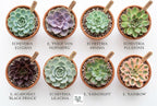 Succulent Plant Pack, Low-Maintenance, Air-Purifying, 2-8 Pack Options | Divine Roots (8, Nursery)