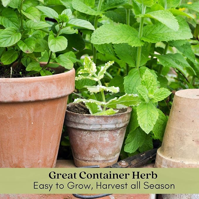 Clovers Garden Spearmint Mint Herb Plants - Two (2) Live Plants - Non-GMO - Not Seeds - Each 4" to 8" Tall – in 4" Inch Pots - Easy-Grower, Perennial in Most Zones