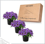 Live Flowering Verbena - Purple Bicolor (3 Plants Per Pack) - Healthy Flowering Plant - Beautiful Spring Color - 10" Tall by 5" Wide in 1Qt Pot