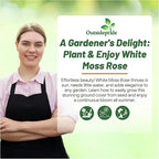 Outsidepride White Moss Rose Seeds - 500 Pcs Annual, Drought & Heat Tolerant, Pollinator Friendly Ground Cover Seeds for Planting w/Vibrant Blooms & Succulent Foliage, Ideal for Xeriscaping