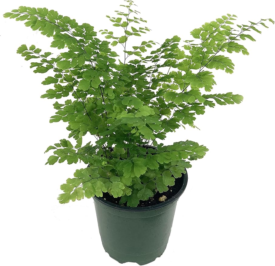 Exotic Fern Assortment - 5 Live Plants in 4 Inch Pots - Rare and Exotic Ferns from Florida - Growers Choice Based On Health, Beauty and Availability - Beautiful Clean Air Indoor Outdoor Ferns