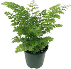 Exotic Fern Assortment - 5 Live Plants in 4 Inch Pots - Rare and Exotic Ferns from Florida - Growers Choice Based On Health, Beauty and Availability - Beautiful Clean Air Indoor Outdoor Ferns