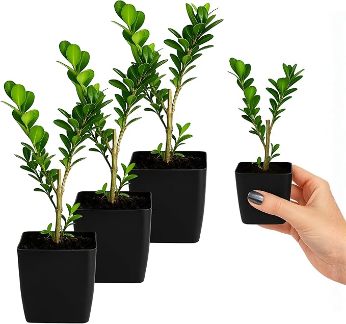 My Shelfie – Japanese Boxwood Bonsai Starter Tree (Buxus microphylla Japonica), 2-Inch Live Evergreen Shrub for Indoor or Outdoor Garden, Hedge, and Landscape Décor (3)
