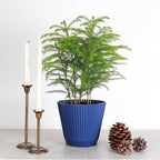 Thorsen's Greenhouse Live Norfolk Island Pine Plant, Christmas Greenery Gift or Decor, Air Purifying Premium Indoor Houseplant, Mature 4" Diameter Pot (Navy, 6-inch Pot)
