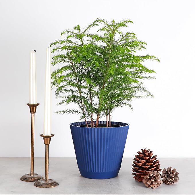 Thorsen's Greenhouse Live Norfolk Island Pine Plant, Christmas Greenery Gift or Decor, Air Purifying Premium Indoor Houseplant, Mature 4" Diameter Pot (Navy, 6-inch Pot)