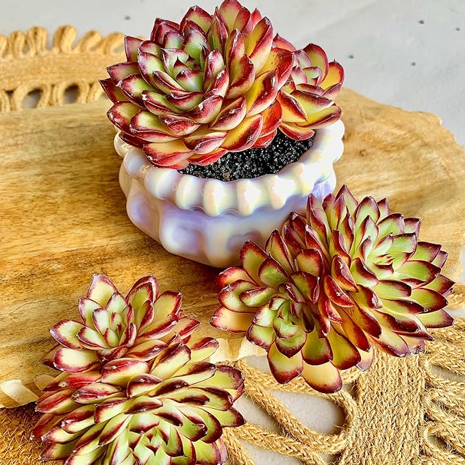 FWPP Succulents Plants Live Echeveria ‘Red Flame’,Mini Succulents Red 3 inches Mini Succulents,Bare Root Without Pot,Succulent Plant Live Decoration Plant Gifts