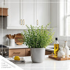 Live Aromatic and Edible Herb - Oregano (4 Per Pack), Loaded with Antioxidants, 8" Tall by 4" Wide in 1 Pint Pot