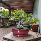 Bonsai Tree Pots 13 Inch - Ceramic Bonsai Pots with Drainage Hole and Tray, Large Succulent Planters Indoor, Round Bowl Planter Outdoor, Shallow Planter, House Decor, Birthday Gifts, Wine Red