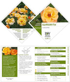 Proven Winners 2 Gal. Suñorita Rose Shrub
