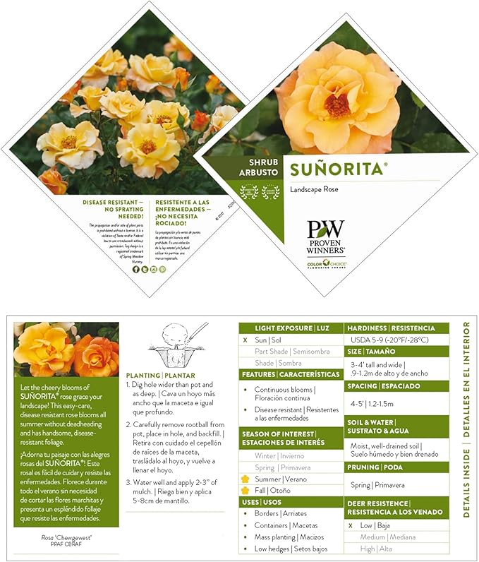 Proven Winners 2 Gal. Suñorita Rose Shrub