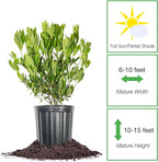 Perfect Plants Ocala Anise 1 Gallon | Live Shrub for Landscaping | Evergreen & Provides Privacy