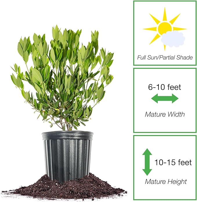 Perfect Plants Ocala Anise 1 Gallon | Live Shrub for Landscaping | Evergreen & Provides Privacy