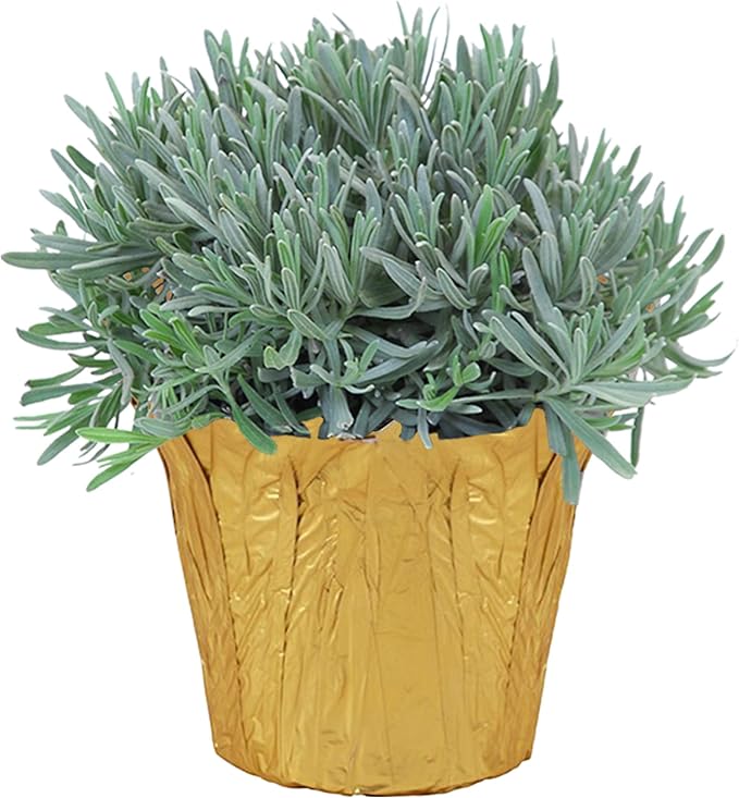 Live Aromatic and Healthy Herb - Lavender, Improves Sleep Quality, Wrapped in Deco Cover, 14" Tall by 6" Wide in 1.25 Quart Pot
