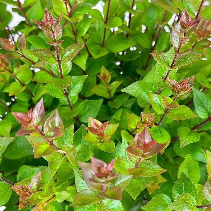 Blooming & Beautiful - Rose Creek Abelia - 3 gal - Semi-Evergreen Shrub - Green Foliage - Fragrant Pinkish-White Flowers - Summer to Fall - Zones 6-9 - Abelia x grandiflora 'Rose Creek' - 3 Gallon Pot