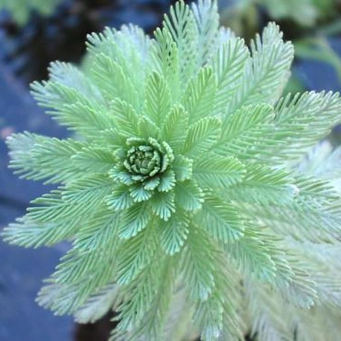 Chalily Parrot’s Feather, a Great Live Pond Plant for Your Water Garden. Filters The koi and Goldfish Pond. Good for Bogs, Plant Shelf or Shallow Water This marginal Aquatic is a Real Beauty