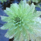 Chalily Parrot’s Feather, a Great Live Pond Plant for Your Water Garden. Filters The koi and Goldfish Pond. Good for Bogs, Plant Shelf or Shallow Water This marginal Aquatic is a Real Beauty
