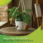 Pitcher Plant Live - Nepenthes Alata Carnivorous Plants Live - Exotic - Easy to Grow, Air Purifying, Indoor House Plants Flowers for Home, Office, Wedding Decor & Birthday Gift (Heat Pack Included)