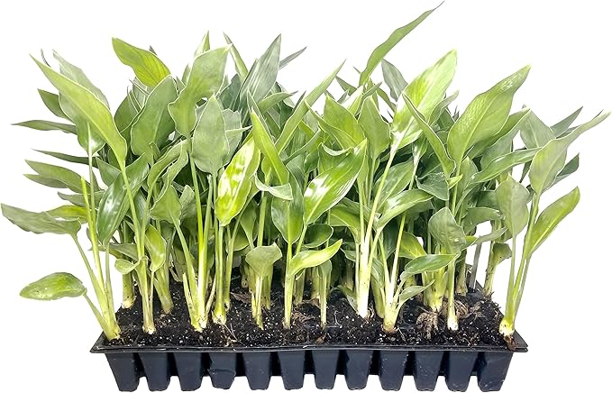 Yellow Bird of Paradise | 10 Live Plants | Mandela's Gold | Strelitzia Reginae | Beautiful Rare Foliage Specimen