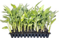 Yellow Bird of Paradise | 10 Live Plants | Mandela's Gold | Strelitzia Reginae | Beautiful Rare Foliage Specimen
