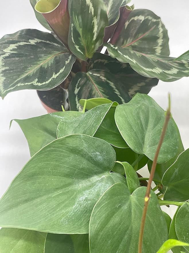 BubbleBlooms Premium Indoor Foliage Assortment, 5 Different Leafy House Plants in 4 inch pots