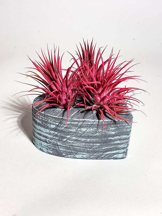 Air Plants - Tillandsia Ionantha - Organically Enhanced Color - Live Arrival Guaranteed - House Plants for Home Decor & Gift (3Pk Coral Glow + Turquoise Heart)