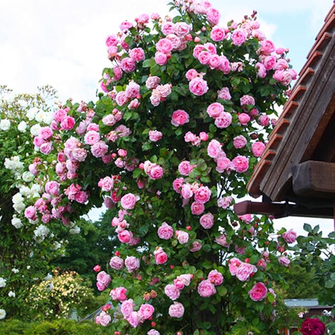 Mix Climbing Rose Seeds for Planting, 250+pcs Rare Climbing Rose Flower Seeds Plants, Heirloom Non-GMO Bush Vine Cover Hybrid Climber Rosa Flowers for Home Garden Outdoors