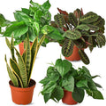 Low Light Live Plants for Indoor | Different Houseplants in Multiple Sizes | Real House Plant for Living Room, Office, Desk & Bathroom