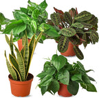 Low Light Live Plants for Indoor | Different Houseplants in Multiple Sizes | Real House Plant for Living Room, Office, Desk & Bathroom