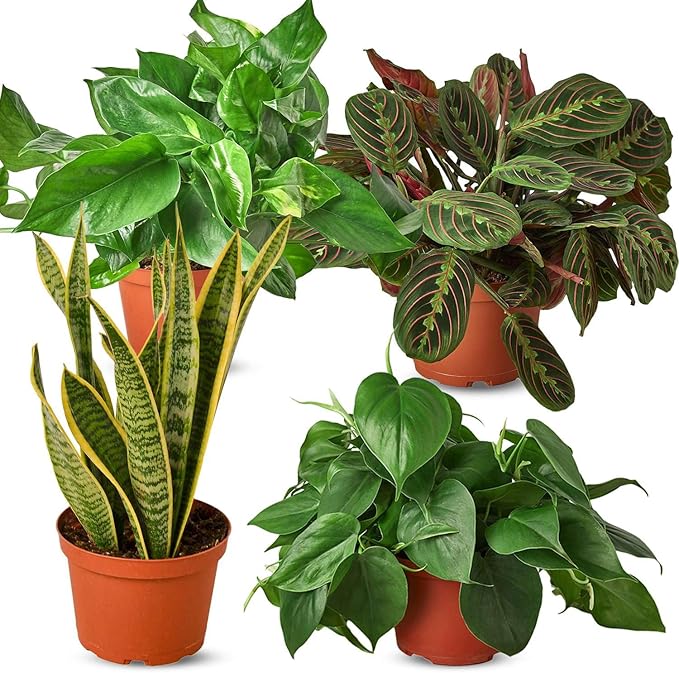 Low Light Live Plants for Indoor | Different Houseplants in Multiple Sizes | Real House Plant for Living Room, Office, Desk & Bathroom