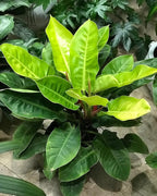 Philodendron Moonlight - Live Starter Plant - Rare and Elegant Indoor Houseplant