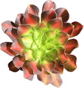 FWPP Succulents Plants Live Echeveria Aeonium Shaohua,Mini Succulents Red 3 inches Mini Succulents,Bare Root Without Pot,Succulent Plant Live Decoration Plant Gifts