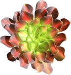 FWPP Succulents Plants Live Echeveria Aeonium Shaohua,Mini Succulents Red 3 inches Mini Succulents,Bare Root Without Pot,Succulent Plant Live Decoration Plant Gifts