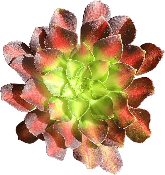 FWPP Succulents Plants Live Echeveria Aeonium Shaohua,Mini Succulents Red 3 inches Mini Succulents,Bare Root Without Pot,Succulent Plant Live Decoration Plant Gifts