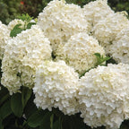 2 Gallon Southern Living Hydrangea White Wedding Shrub
