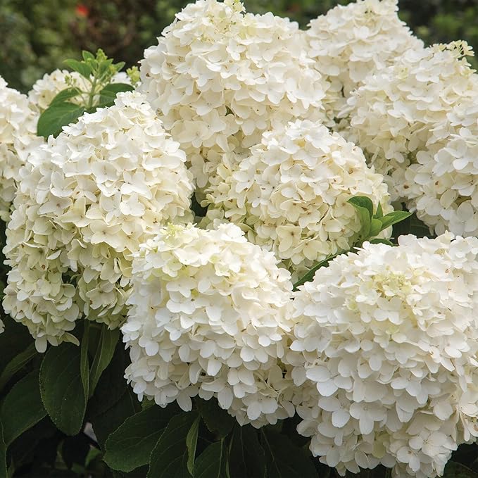 2 Gallon Southern Living Hydrangea White Wedding Shrub
