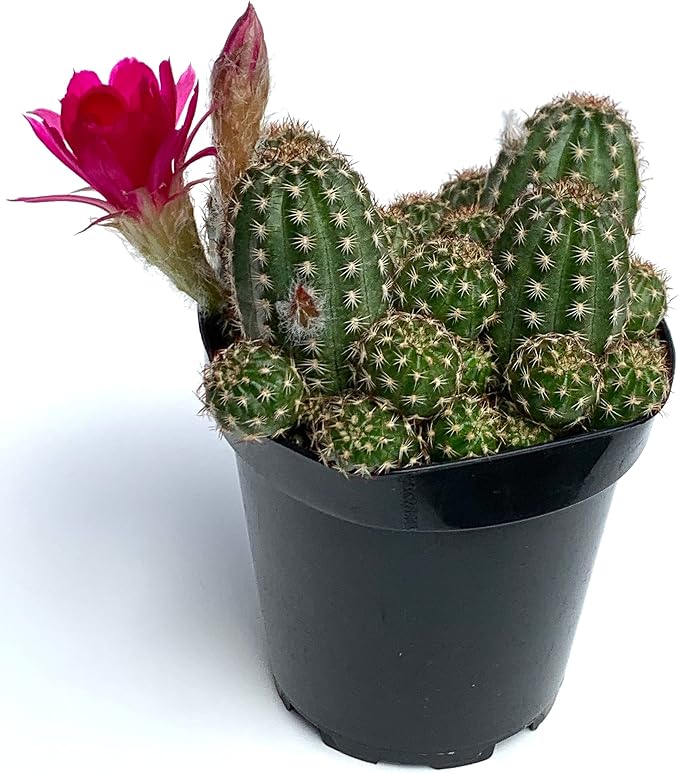 Rose Quartz Peanut Cactus Chamaelobivia Live Potted Cactus