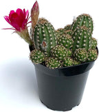 Rose Quartz Peanut Cactus Chamaelobivia Live Potted Cactus