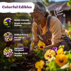 KVITER 1600 Swiss Giants Pansy Seeds For Planting (Viola wittrockiana) – Mixed Colors Seed Packets Viola Edible Blooms – Perennial Flower Seeds to Plant Outside Garden Seed Mix, Containers Flower Beds