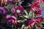 Perennial Farm Helleborus Winter Jewels ‘Red Sapphire’ – Live Lenten Rose in 1 Quart, Deep Red Blooms, Early Spring Color, Shade Loving, Deer Resistant, Ideal for Borders & Woodland Gardens